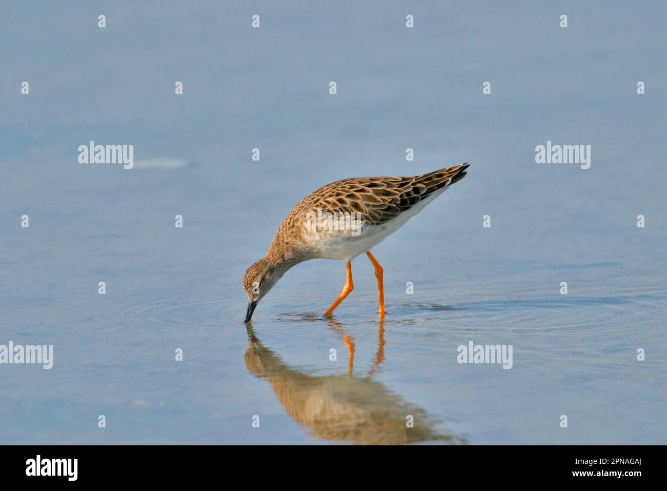 Ruff (Philomachus pugnax), Animal, Birds, Waders, Ruff Winter plumage, Fütterung im Schlamm, Zypern Stockfoto