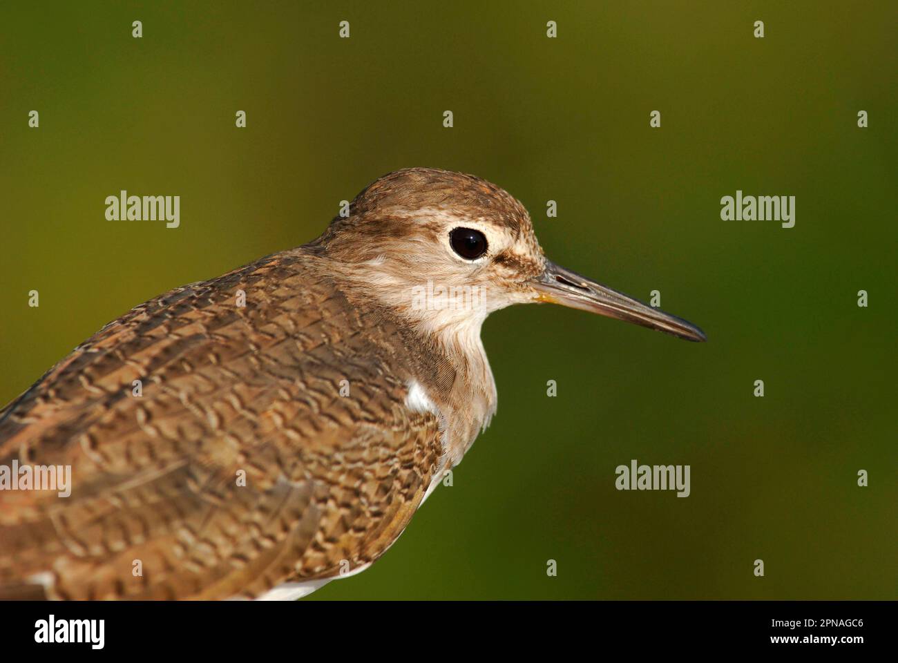 Gewöhnlicher Sandpiper (Actitis hypoleucos) Nahaufnahme eines Erwachsenen, Yala West N. P. Sri Lanka Stockfoto