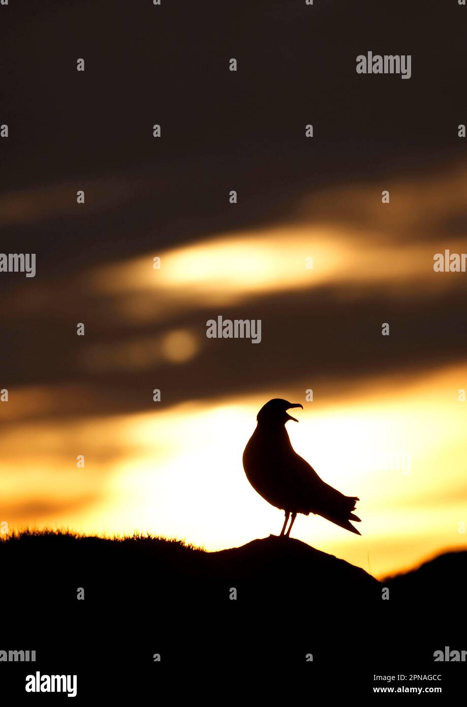 Große Skuas (Stercorarius skua) Skua, Skuas, Gulls, Tiere, Vögel, Große Skua Erwachsenenanrufe, Silhouette, Ingolfshofoi, Island Stockfoto