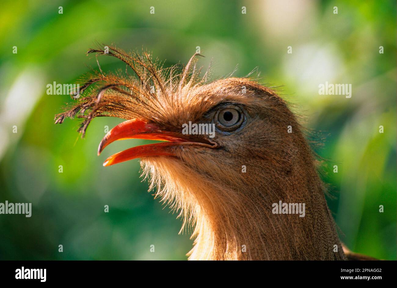Schlangenstorch, Schlangenstorch, Seriema, Seriemas, Rotbein-Seriema, Rotbeinserien (Cariama cristata), Tiere, Vögel, Redlegged Seriema Close Stockfoto
