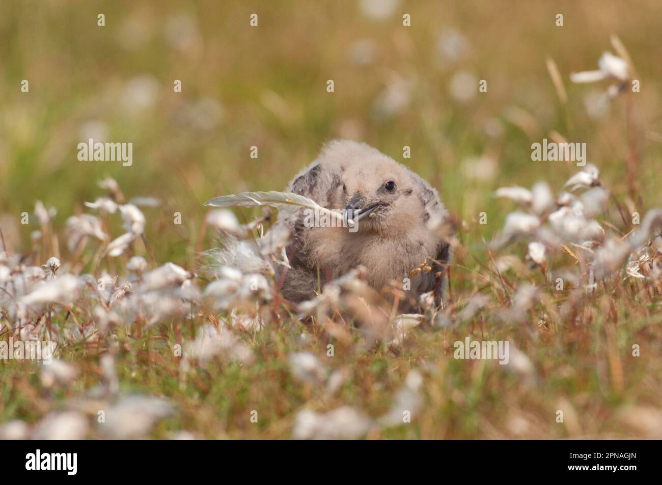 Große Skua (Stercorarius skua)-Braut, die mit Feder spielt, inmitten von Baumwollgras auf dem offenen Moor, Shetland Islands, Schottland, Vereinigtes Königreich Stockfoto Große Skua (Stercorarius skua)-Braut, die mit Feder spielt, inmitten von Baumwollgras auf dem offenen Moor, Shetland Islands, Schottland, Vereinigtes Königreich Stockfoto