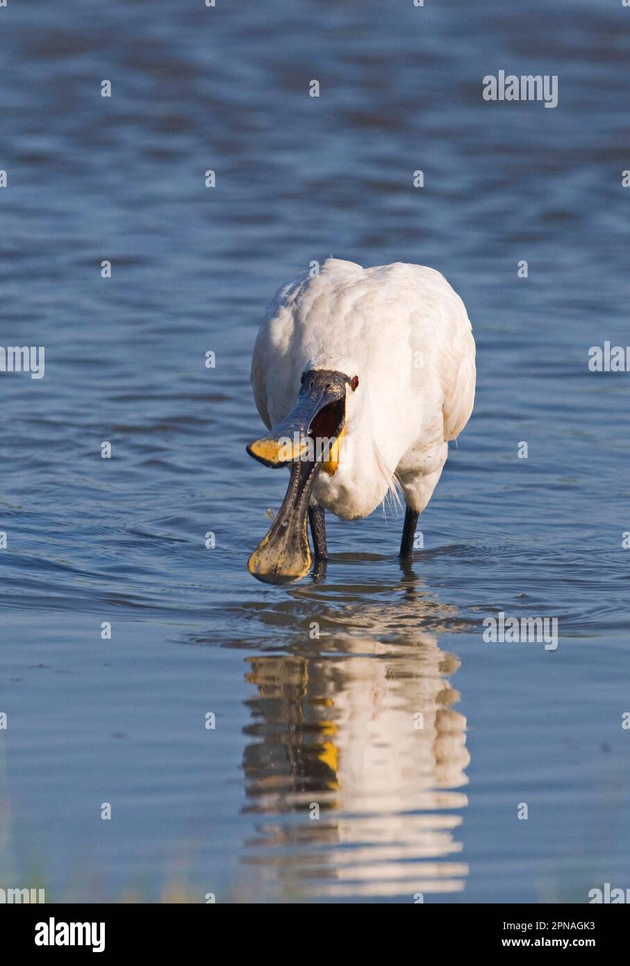 Eurasian Spoonbill (Platalea leucorodia), Erwachsene, Fütterung in Wasser, Cley, Norfolk, England, Vereinigtes Königreich Stockfoto