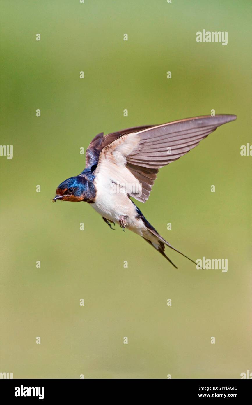 Scheune Swallow (Hirundo rustica), Erwachsener, im Flug, mit Insekten im Schnabel, Minsmere RSPB Reserve, Suffolk, England, Vereinigtes Königreich Stockfoto
