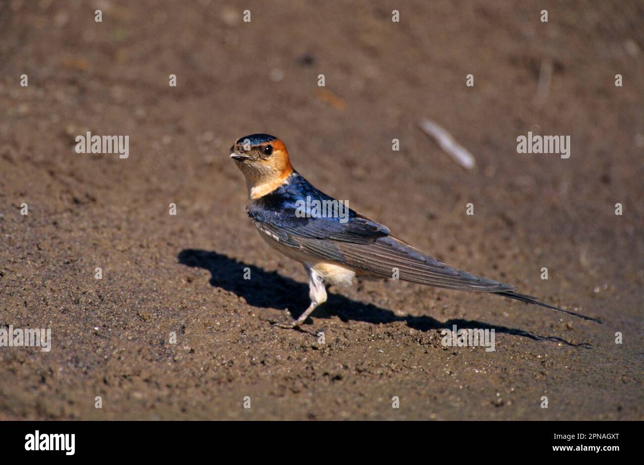 Die wiedergeborene Schwalbe (Hirundo daurica) sammelt Schlamm, Lesvos, Griechenland Stockfoto