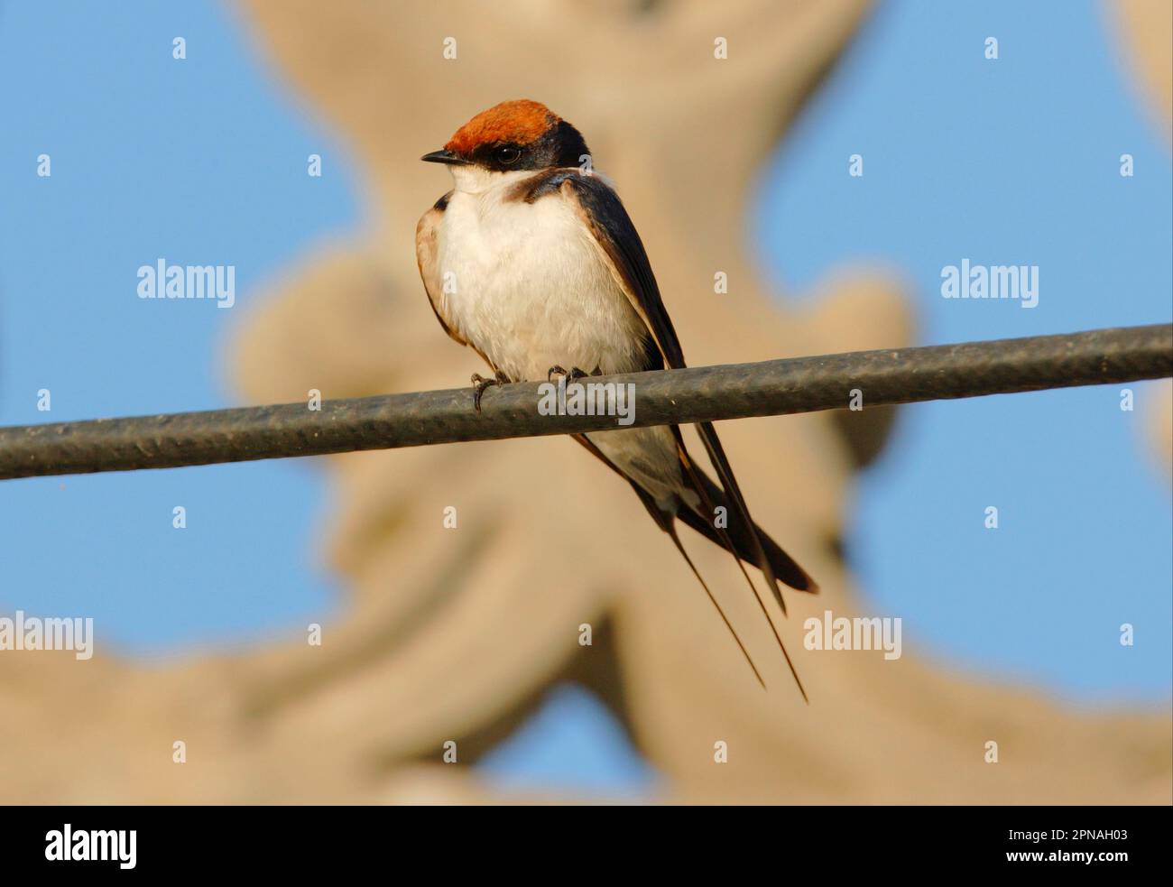 Drahtschwalbe (Hirundo smithii), Erwachsener, hoch oben auf Powerline, Gujarat, Indien Stockfoto