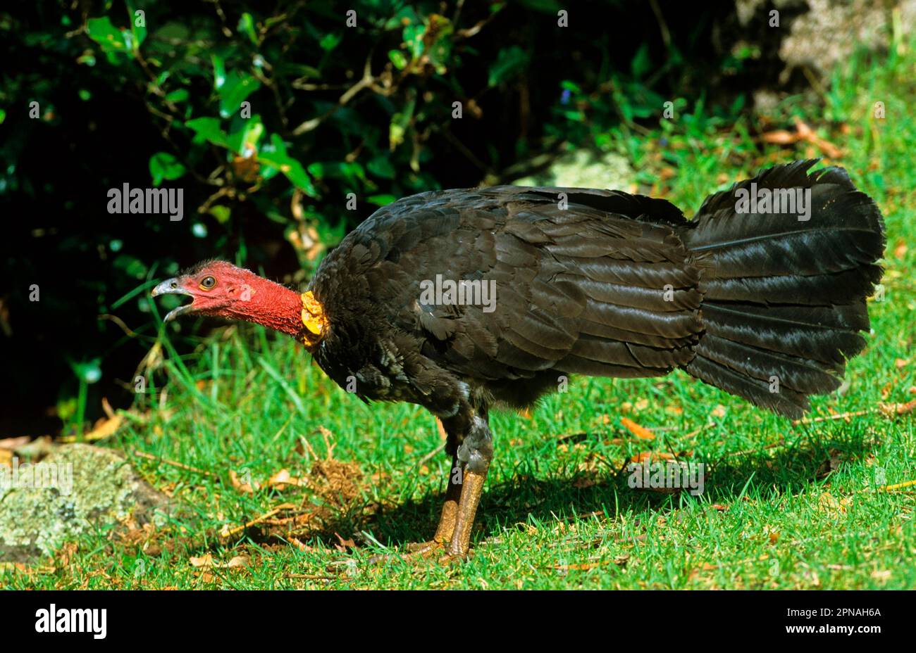 Großfußhühner, Großfußhühner, Großfußhühner, Buschhühner, Buschhühner (Alectura lathami), Hühnervögel, Tiere, Vögel Stockfoto