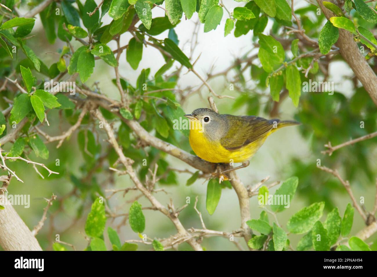 Nashville-Zwerg (Oreothlypis nashville-Zwerg (Vermivora ruficapilla), Singvögel, Tiere, Vögel, Nashville-Zwerg, Erwachsener, Hoch oben auf dem Zweig, Weihnachtsmann Stockfoto