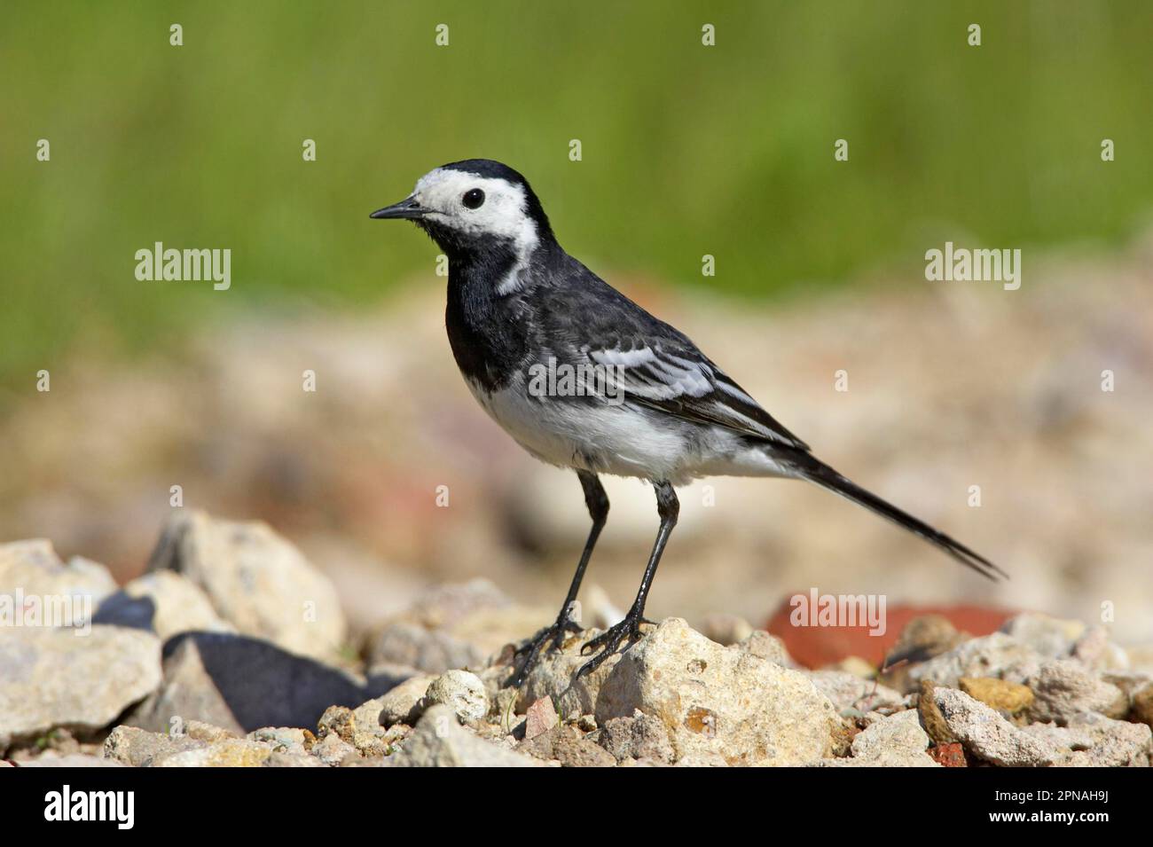 Rattenschwanz, Rattenschwanz, Singvögel, Tiere, Vögel, Rattenschwanz (Motacilla alba yarrellii), Erwachsener, steht auf Bauschutt, Warwickshire Stockfoto