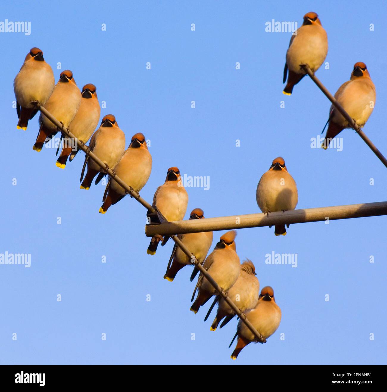 Böhmische Waxwing-Herde (Bombycilla garrulus), hoch oben in der Fernsehantenne, Nottinghamshire, England, Vereinigtes Königreich Stockfoto