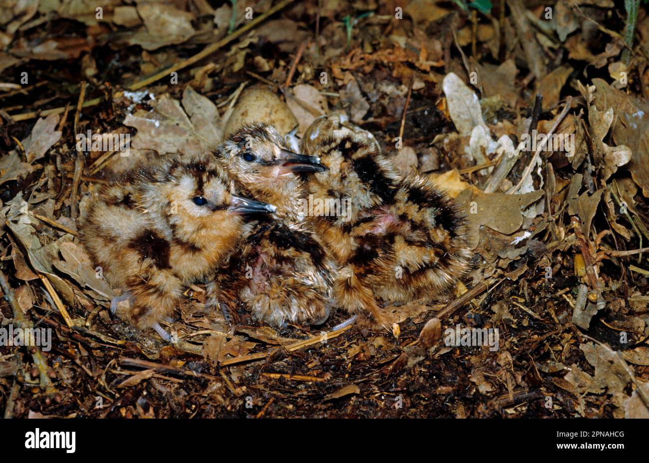 Eurasischer Holzhahn (Scolopax rusticola), frisch geschlüpfte Küken im Nest, getarnt auf dem Waldboden, Nocton Wood, Lincolnshire, England, Großbritannien Stockfoto