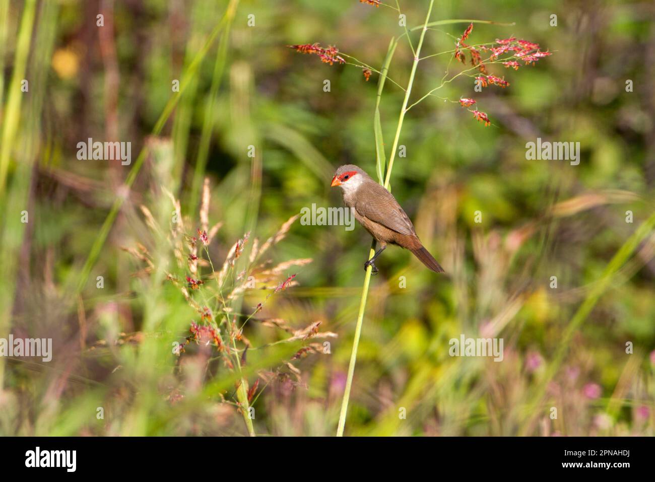 Gewöhnlicher gewöhnlicher Wachsfiguren (Estrilda astrild) führte Arten ein, Erwachsene, sitzend auf dem Stamm, Extremadura, Spanien Stockfoto