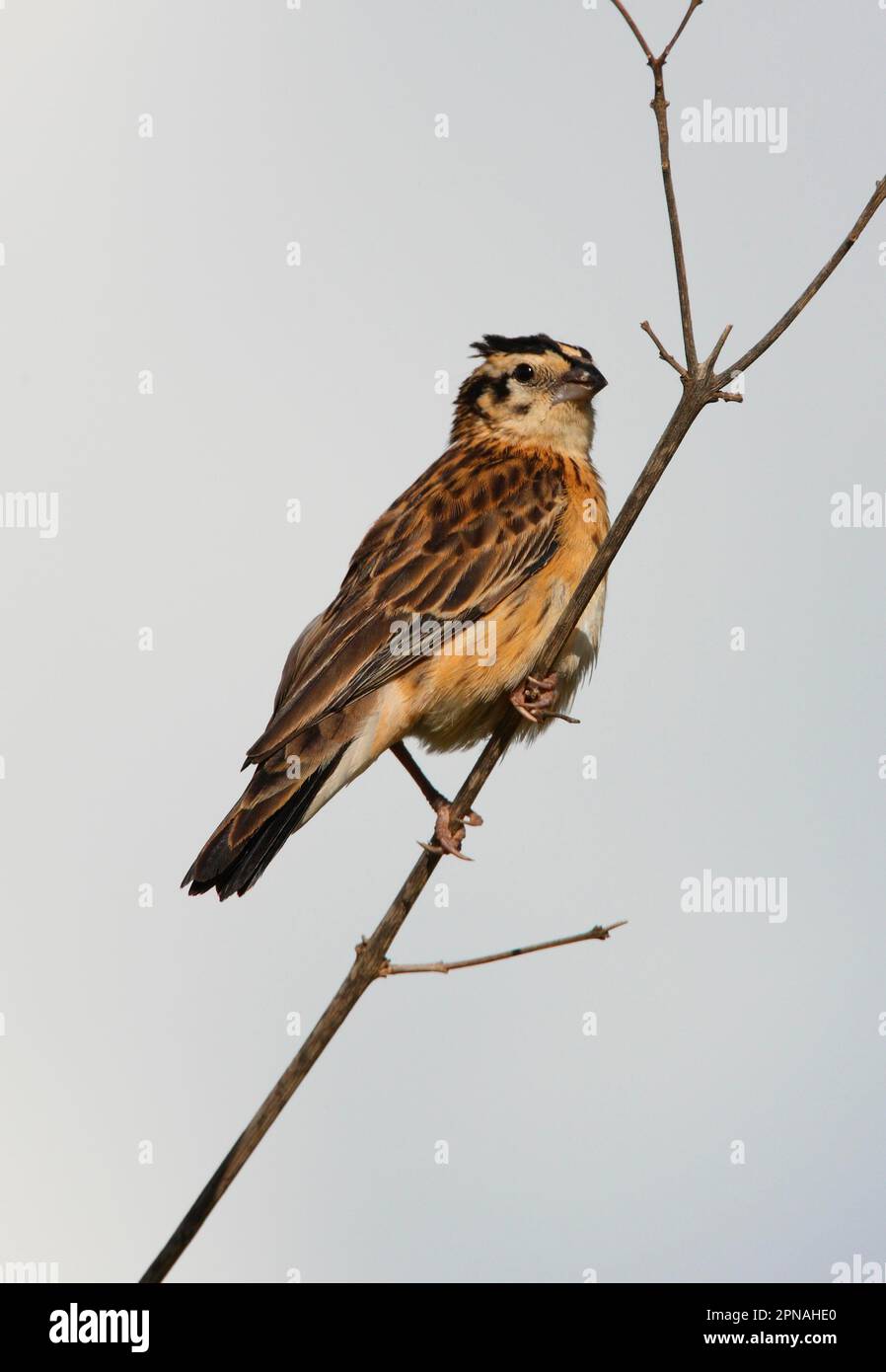 Östliches Paradies Whydah (Vidua paradisaea) weiblich, männlich, ohne Zucht, hoch oben auf dem Zweig, Tsavo West N. P. Kenia Stockfoto