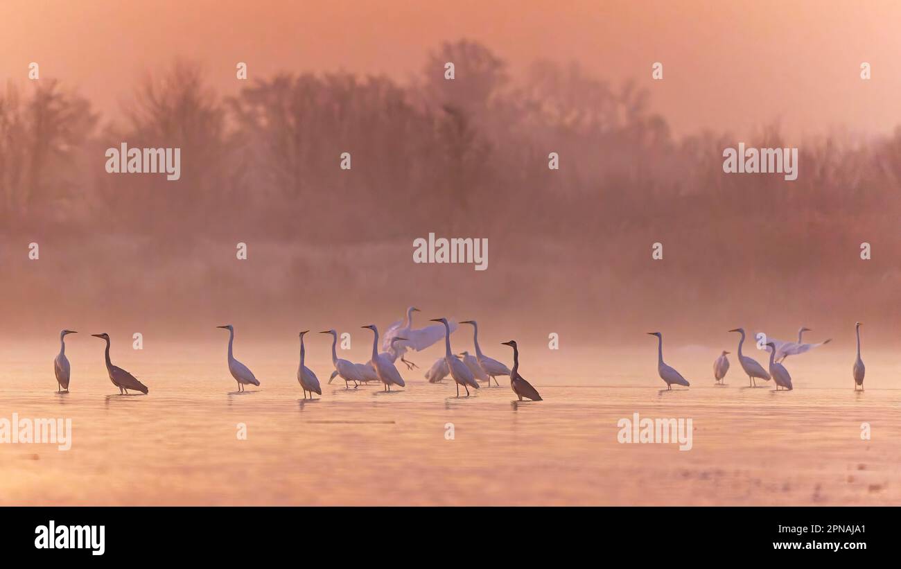 Großer Reiher (Ardea alba) stimmungsvoller Sonnenaufgang, Sonnenaufgang, Nebel, ruhender Vogel, Winterbesucher, seenlandschaft, Zugvogel, Herde, Mittelelbe Stockfoto