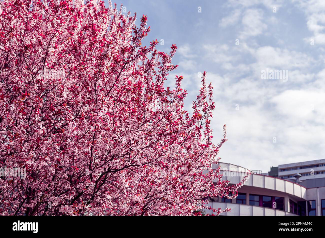 Natur und Architektur. Wunderschön blühender Baum im Vordergrund. Betongebäude im Hintergrund. Blauer Himmel. Frühling Stockfoto