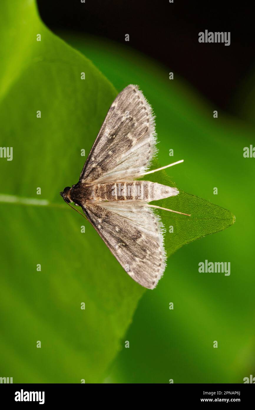 Blattmotte, Loxostege sticalis, Satara, Maharashtra, Indien Stockfoto