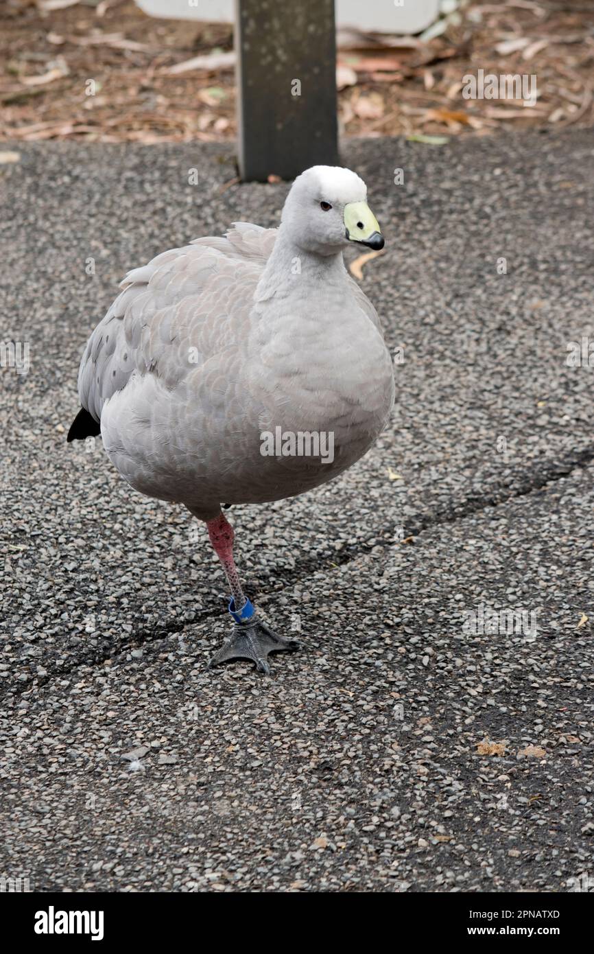 Die Kapbarren-Gans ist eine sehr große, hellgraue Gans mit einem relativ kleinen Kopf. Es hat Reihen großer dunkler Flecken in Linien über den Schultern und Stockfoto