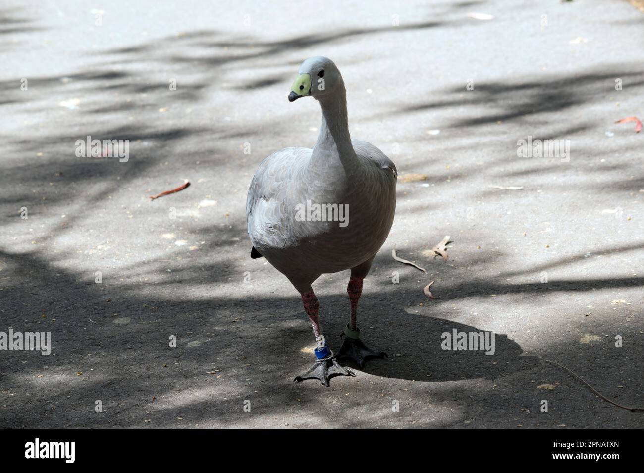 Die Kapbarren-Gans ist eine sehr große, hellgraue Gans mit einem relativ kleinen Kopf. Es hat Reihen großer dunkler Flecken in Linien über den Schultern und Stockfoto