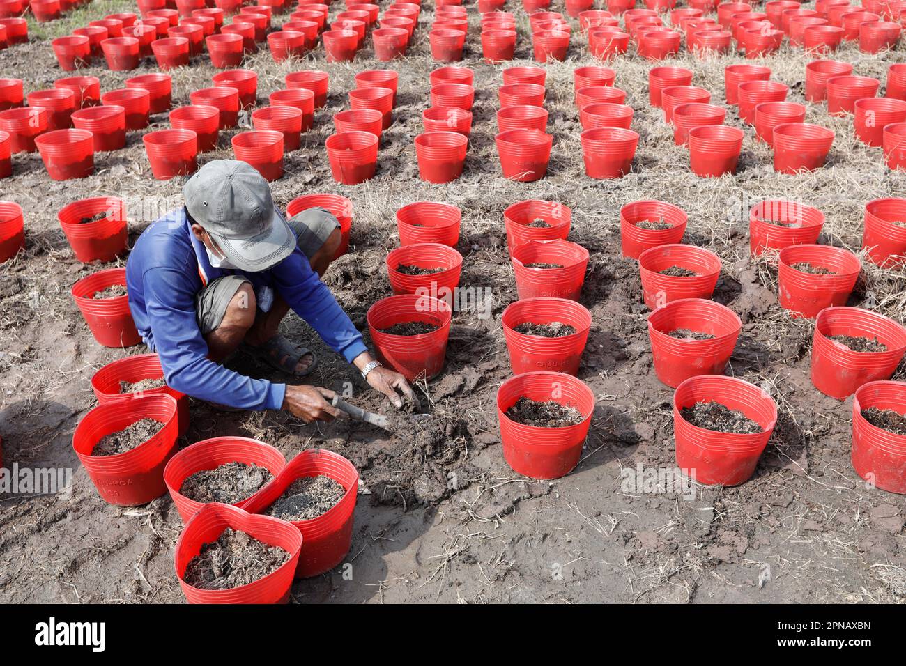 Landwirtschaft. Landwirt, der Setzlinge in Einzeltopf anpflanzt. Tan Chau. Vietnam. Stockfoto