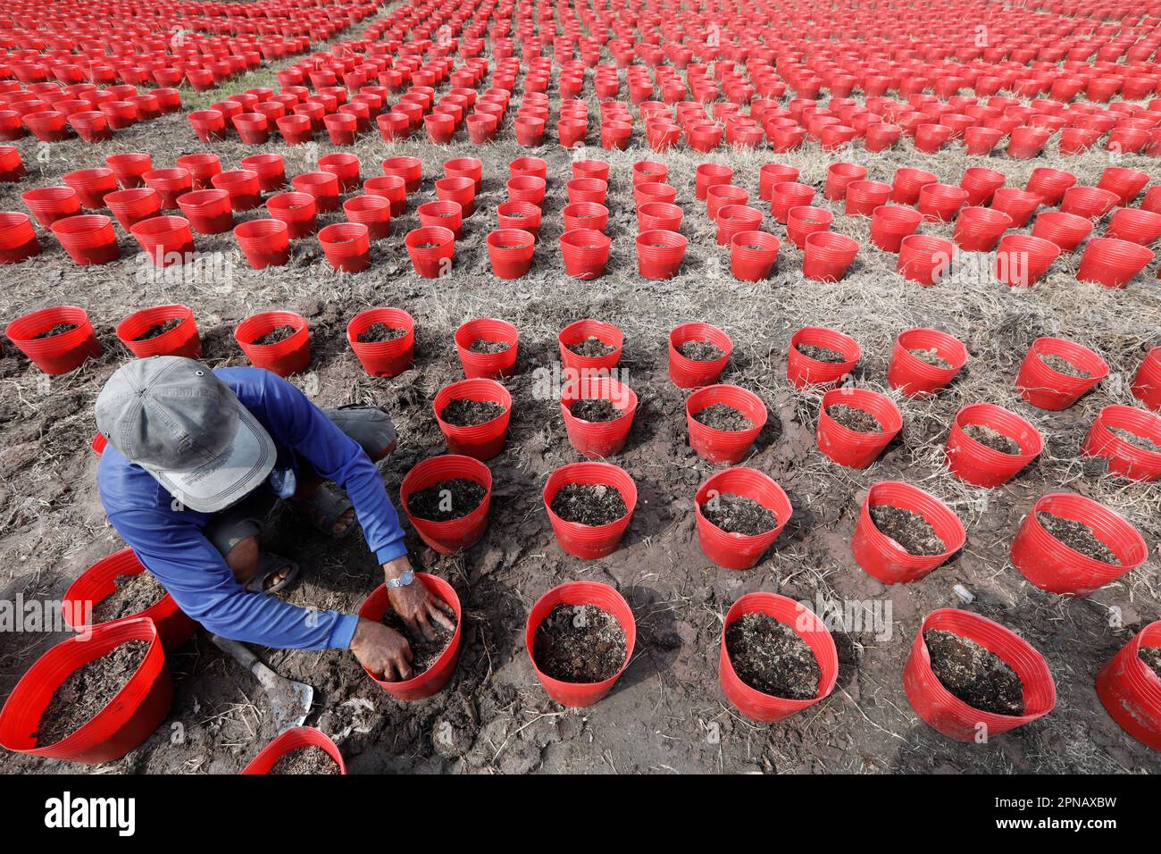 Landwirtschaft. Landwirt, der Setzlinge in Einzeltopf anpflanzt. Tan Chau. Vietnam. Stockfoto