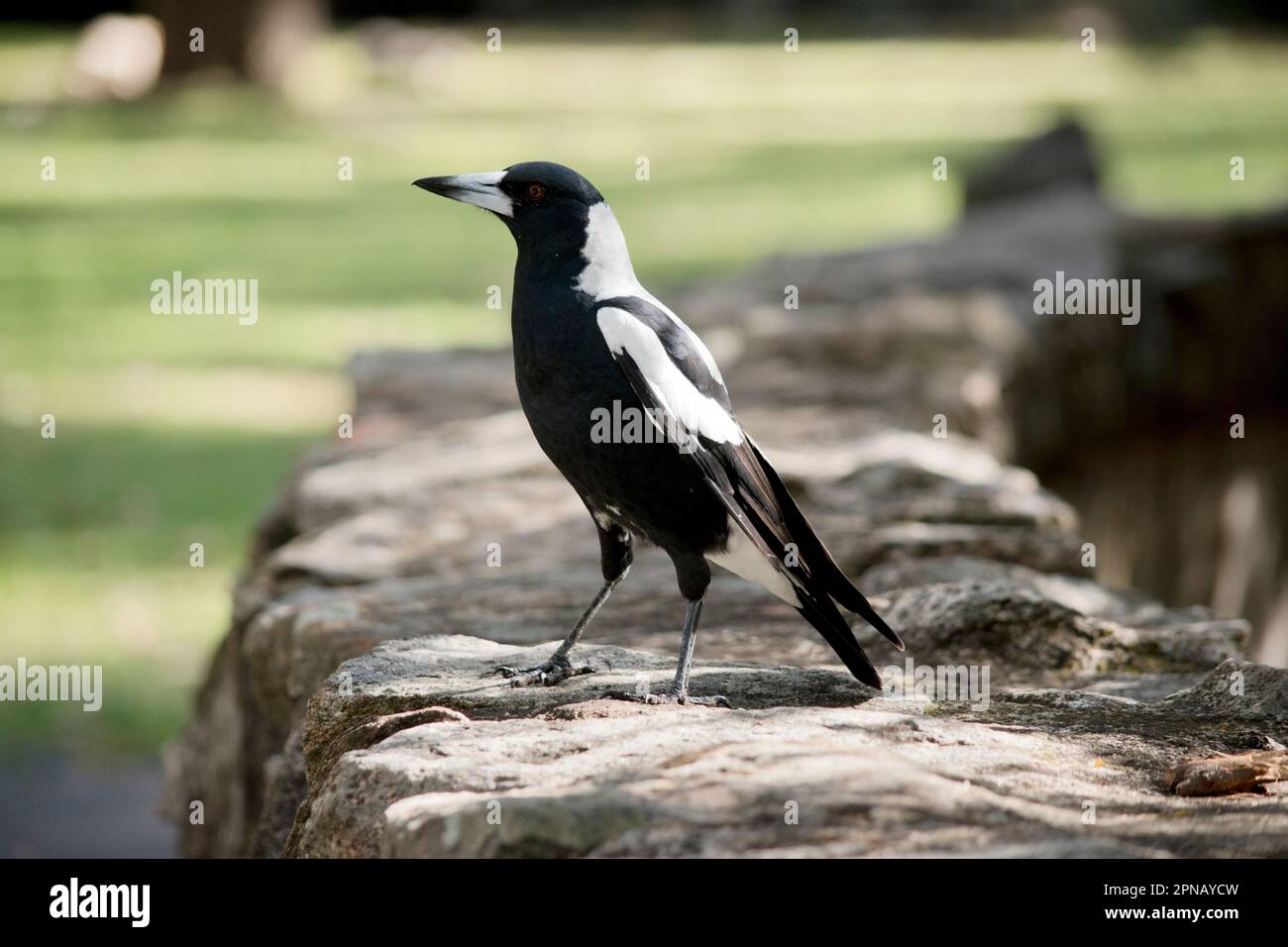 Die Elster ist ein unverwechselbarer Vogel mit glänzenden schwarzen und leuchtend weißen Markierungen. Sein Klang ist fast genauso beeindruckend, bekannt für seine Lärmbelästigung und fast j Stockfoto