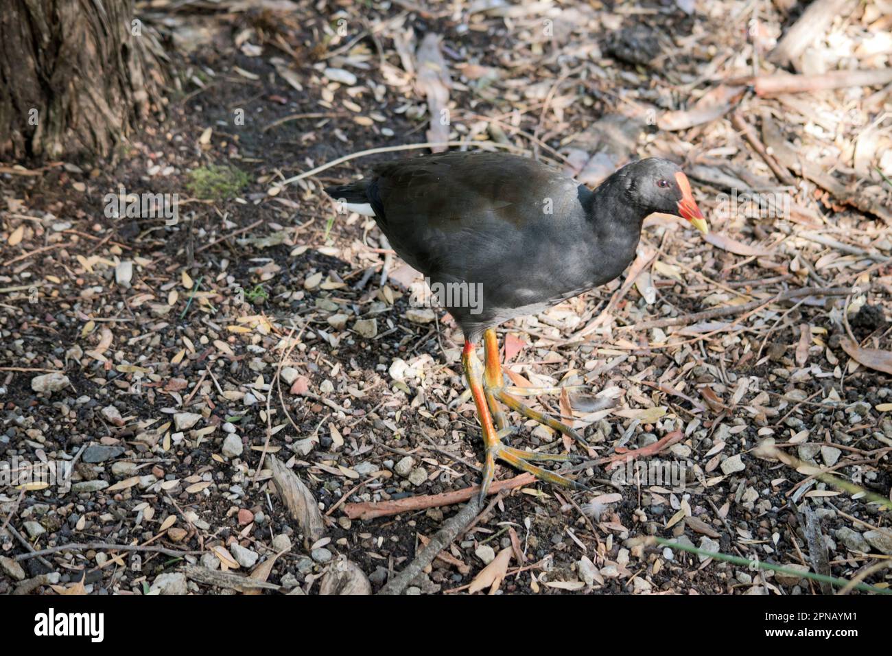 Der Dusky Moorhen ist ein Wasservogel, der alle schwarzen Federn mit einem orangefarbenen und gelben Frontschild hat Stockfoto