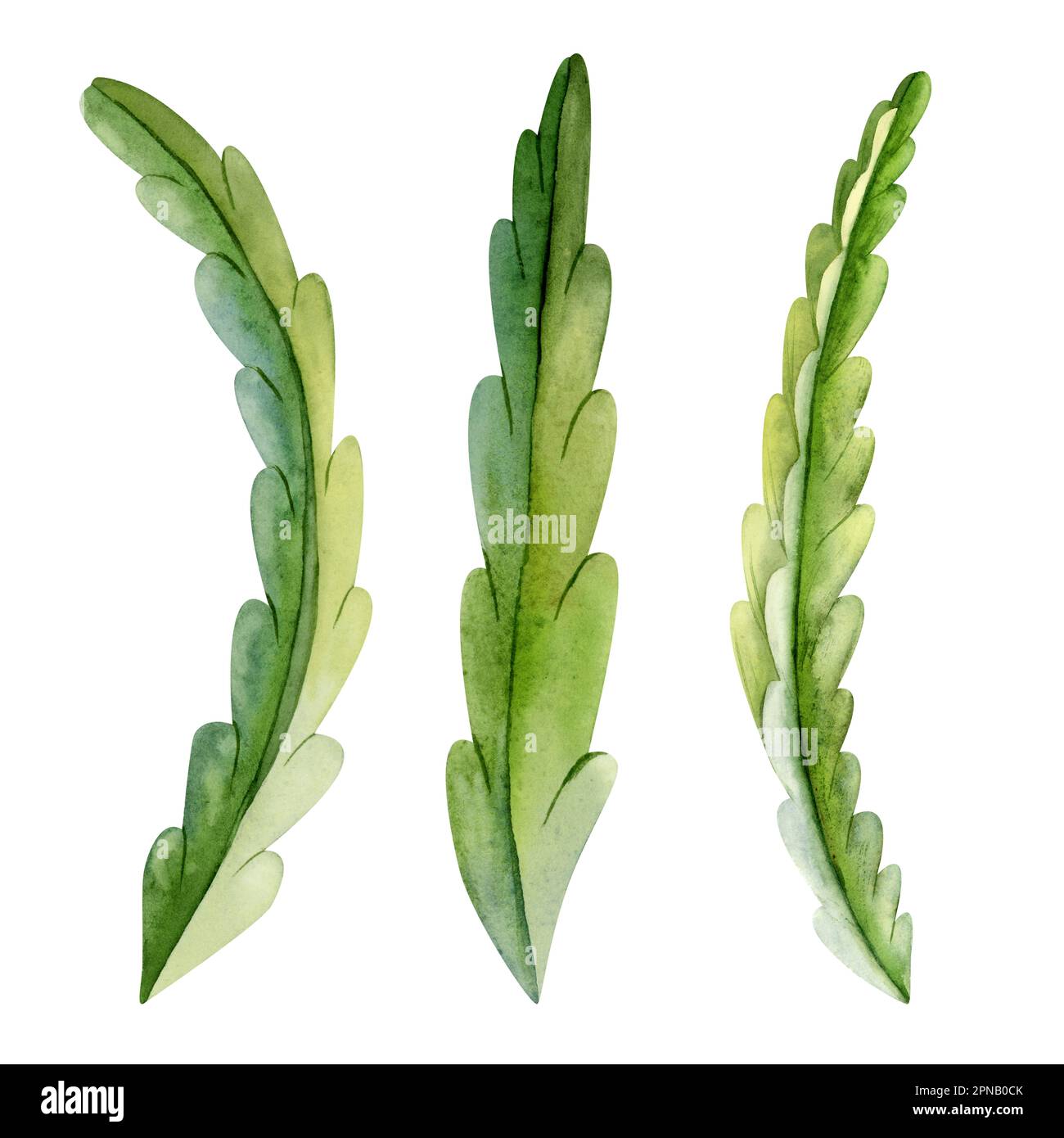 Aquarell-Set aus Drachenfrucht-Kaktusblättern Illustrationen, Hylocereus, Pitaya, Pitahaya. Handgezogene tropische Pflanze Stockfoto