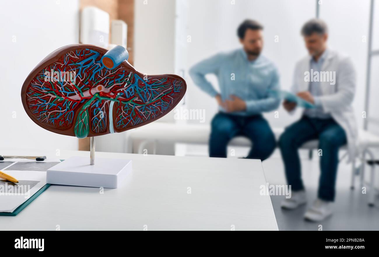 Leberanatomisches Modell am Arzttisch während der hepatologischen Sprechstunde für Patienten mit Seitenschmerzen im Hintergrund. Behandlung von Lebererkrankungen bei medici Stockfoto