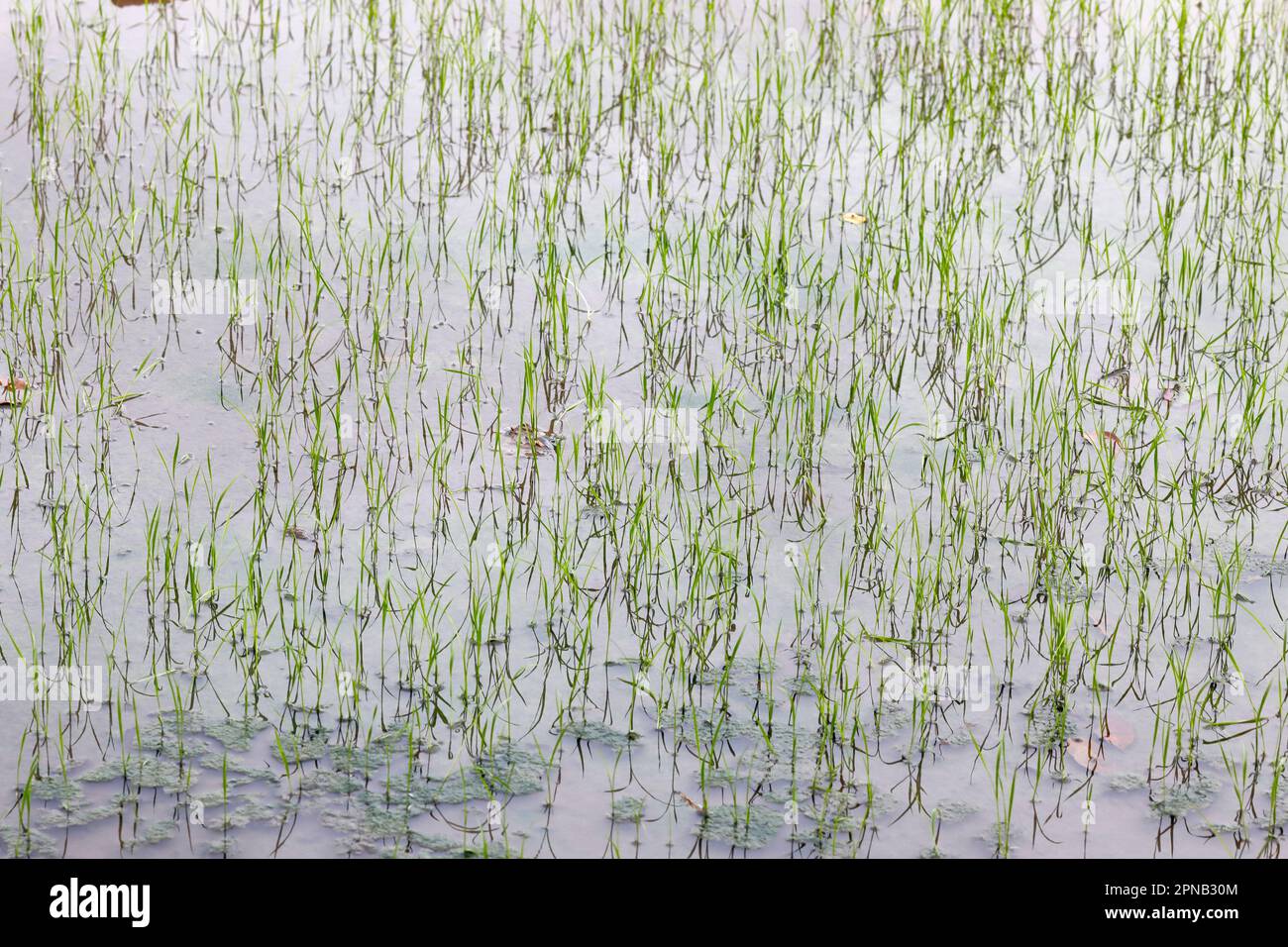 Junge Reispflanzen tauchen gerade in den überfluteten Feldern auf. Tan Chau. Vietnam. Stockfoto