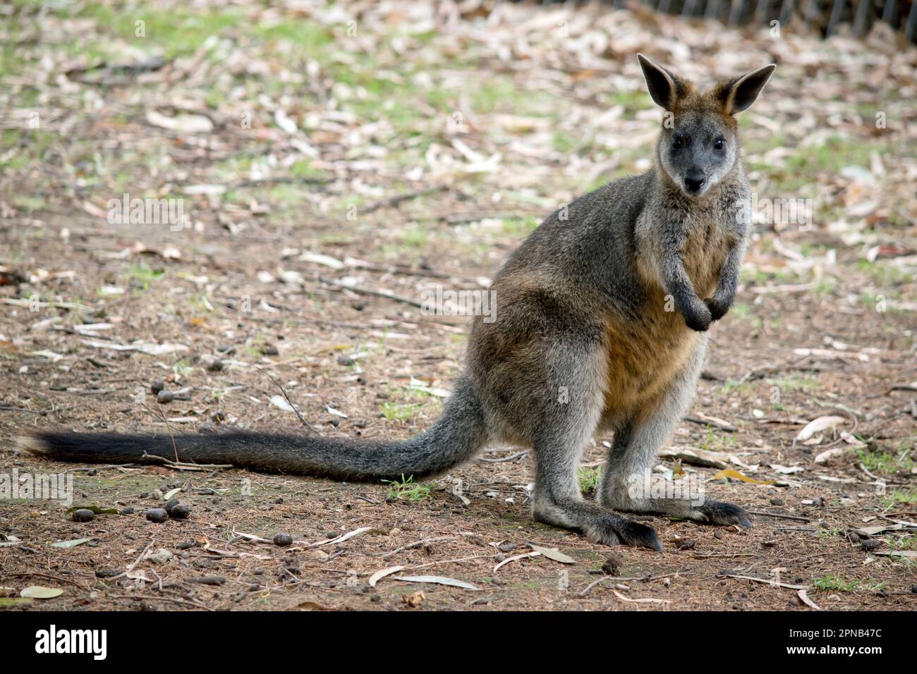 Das Sumpfkännchen hat ein langes, grobes Fell in grauer und brauner Farbe mit dunkleren oder schwarzen Gliedmaßen und langem Schwanz. Stockfoto