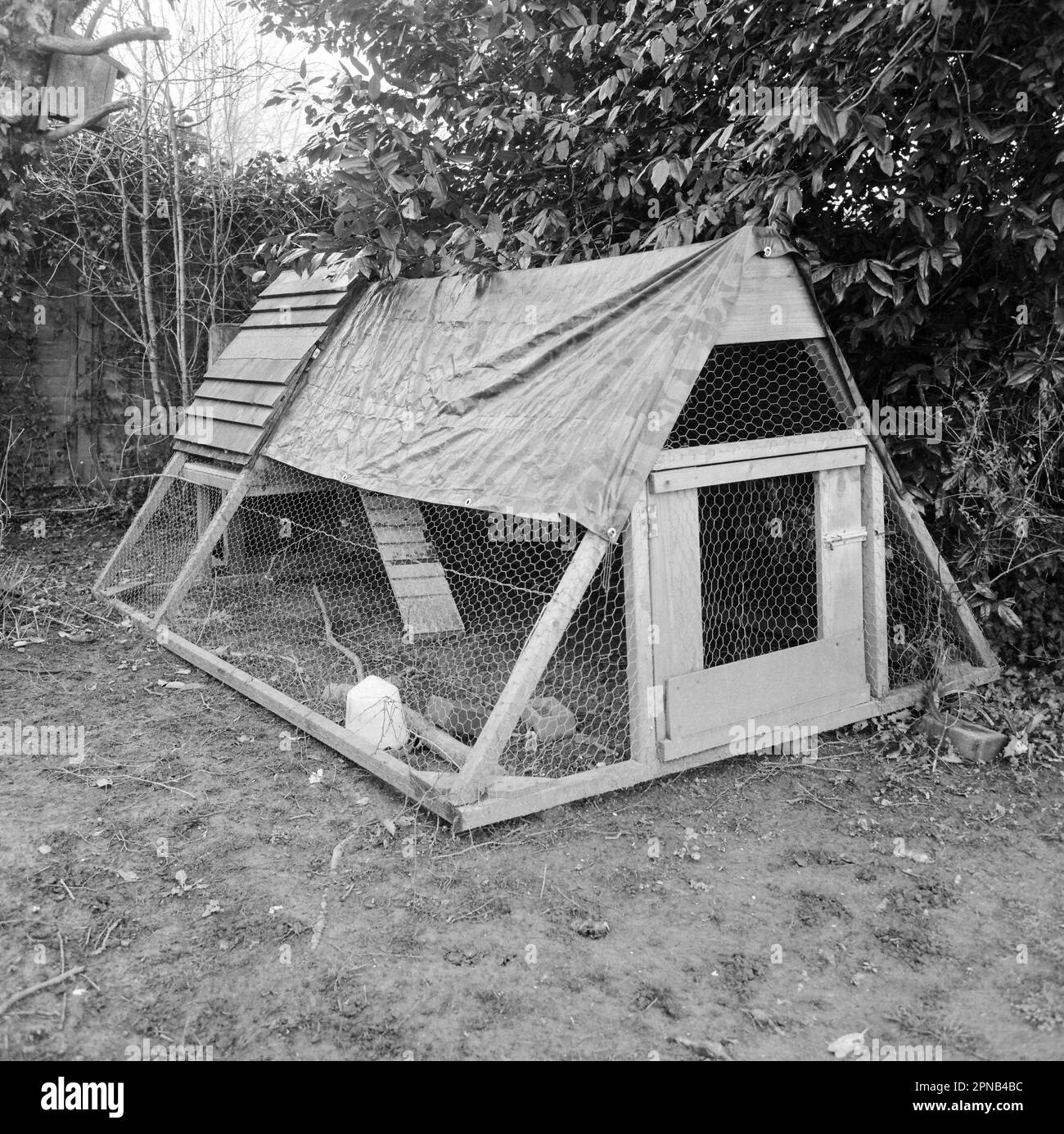 Chicken Run, Medstead, Hampshire, England, Großbritannien. Stockfoto