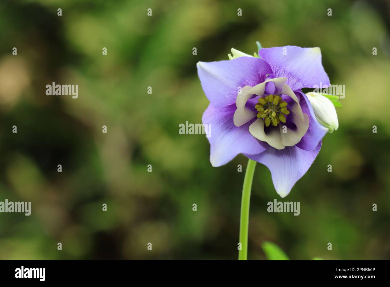 Nahaufnahme einer einzelnen Blume aus Aquilegia caerulea blauem Stern vor einem natürlichen, verschwommenen Hintergrund, Kopierbereich Stockfoto