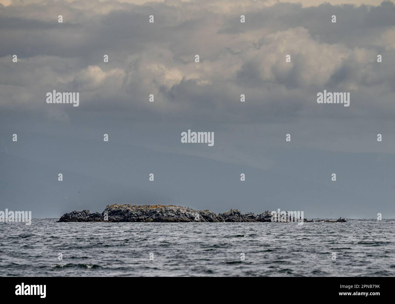 Kormorane und andere Seevögel ruhen auf Hudson Rocks, nahe Nanaimo, Straße von Georgia, Vancouver Island, British Columbia, Kanada. Stockfoto