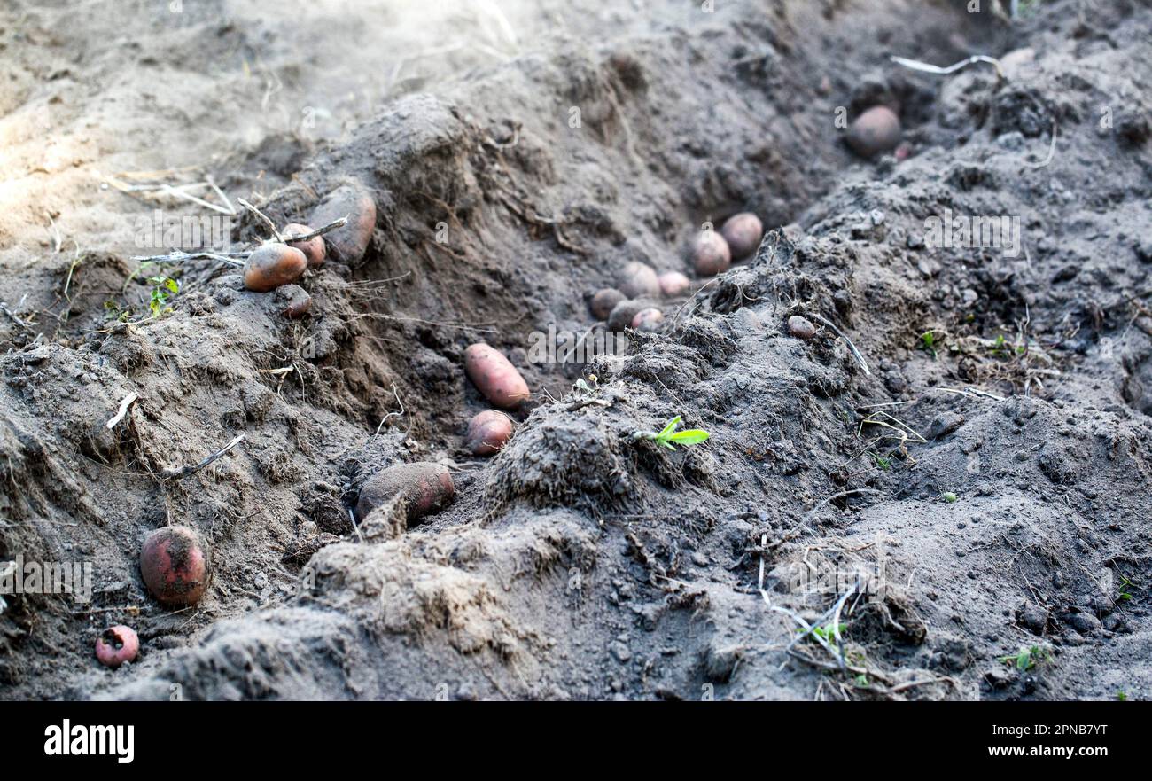 Die Kartoffeln liegen in der Furche, nachdem sie mit einem fahrbaren Traktor gepflügt wurden. Kartoffelernte im Herbst. Stockfoto