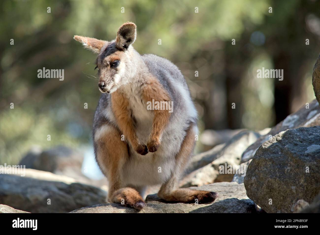 Das Gelbfüßige Rock-Wallaby ist mit einem weißen Wangenstreifen und orangefarbenen Ohren hell gefärbt. Oben ist es feungrau, mit einem weißen Seitenstreifen und einem "b" Stockfoto