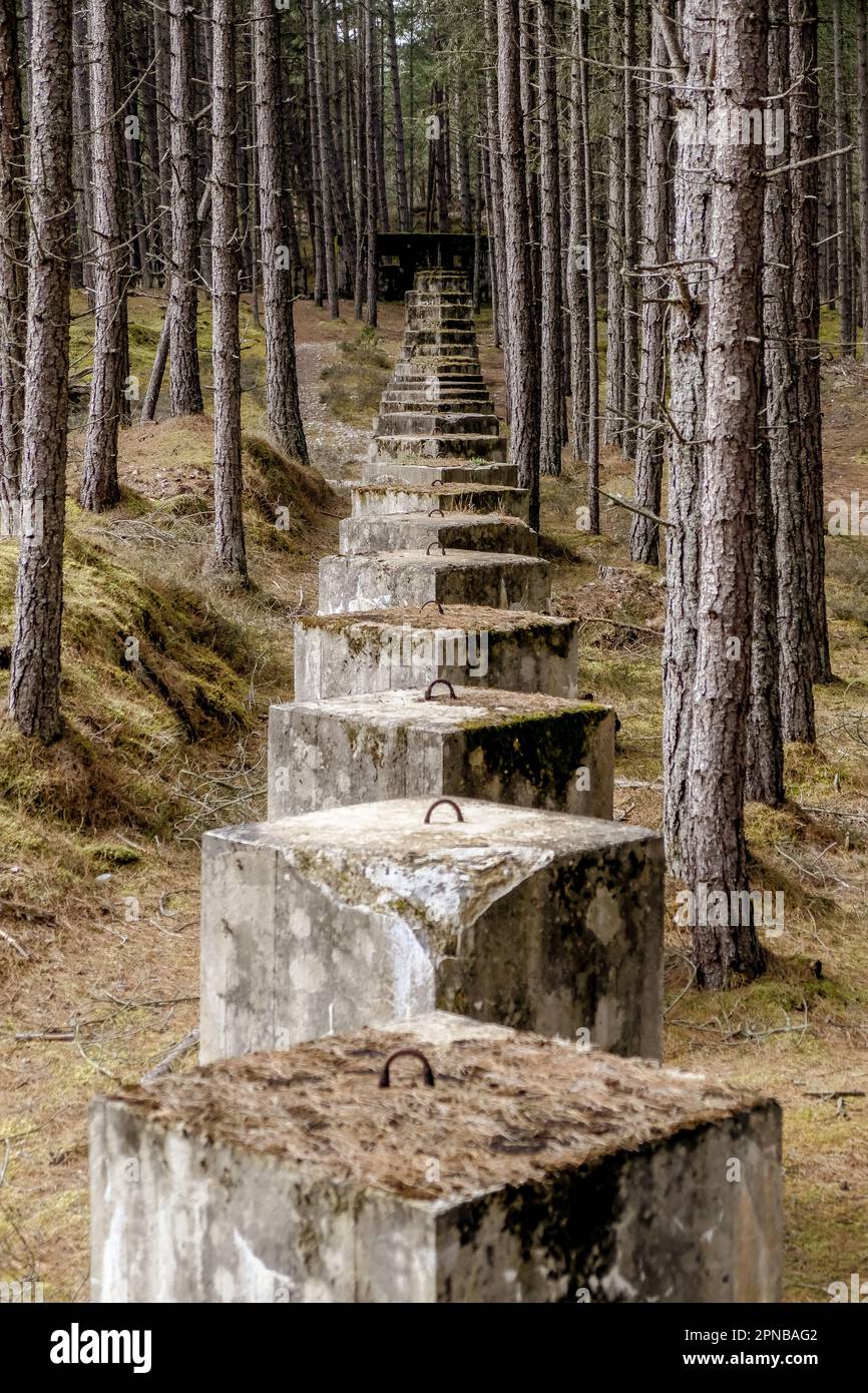 Drachenzähne, Tankfallen, Lossiemouth-Wälder Stockfoto