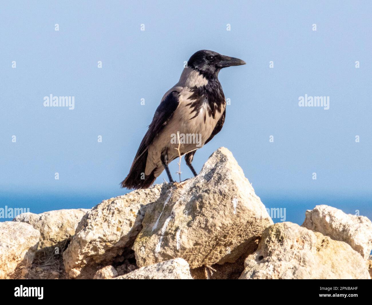 Kapuzenkrähe, Corvus Corone, Paphos, Zypern Stockfoto