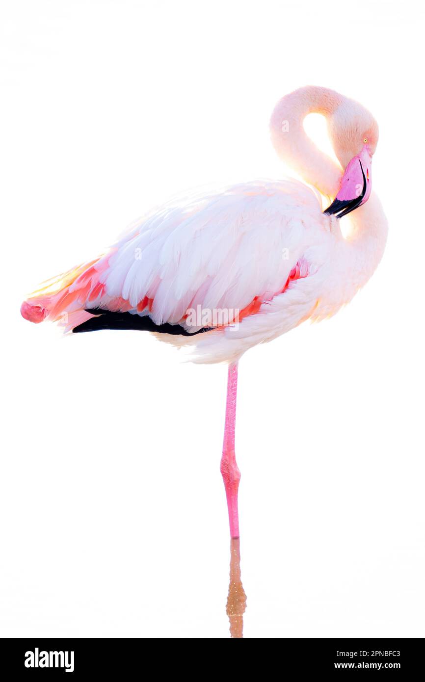 Seitlicher Blick auf Flamingo mit pinkfarbenem Gefieder und langem Hals, der vor weißem Hintergrund steht Stockfoto