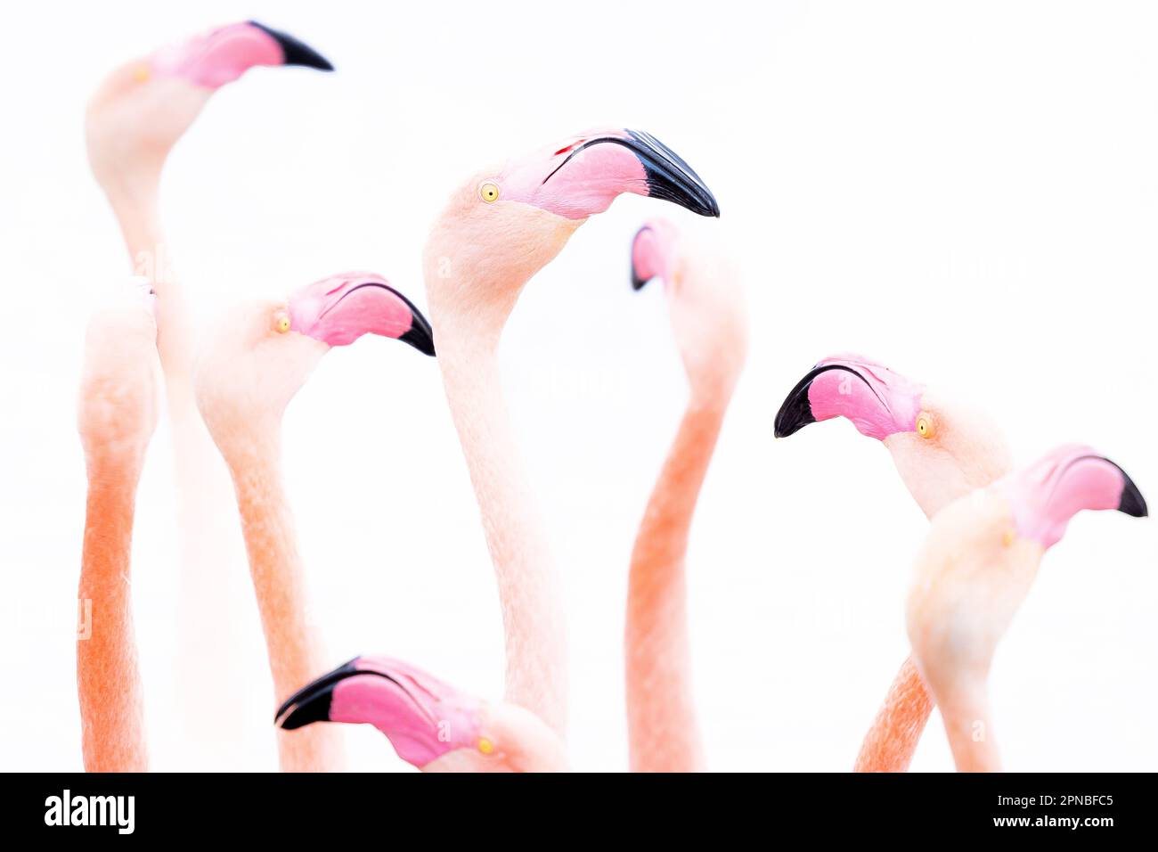 Schar rosa Flamingo-Vögel mit langem Hals und Schnabel, die vor weißem Hintergrund nach oben schauen Stockfoto
