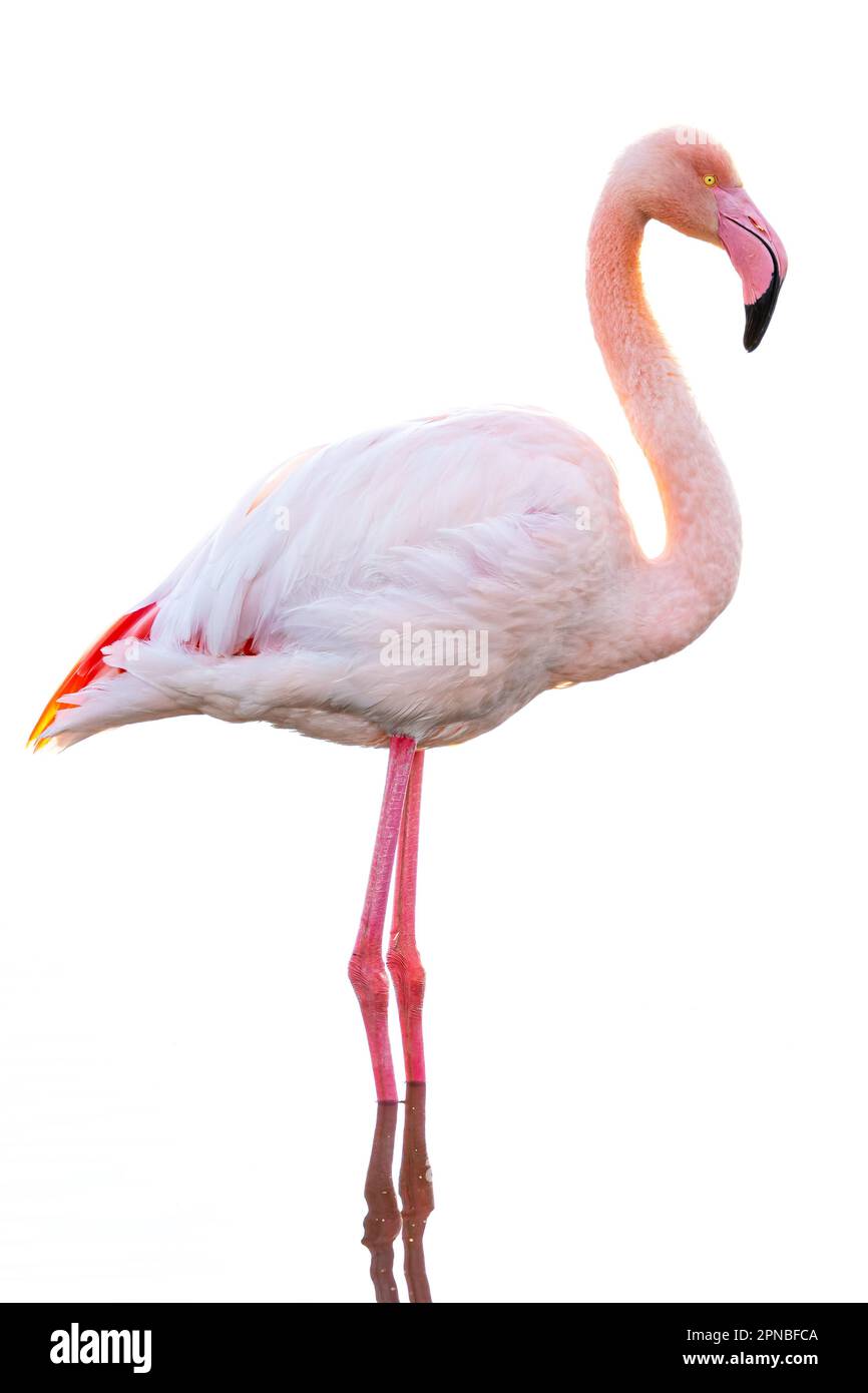 Seitlicher Blick auf Flamingo mit pinkfarbenem Gefieder und langem Hals, der vor weißem Hintergrund steht Stockfoto