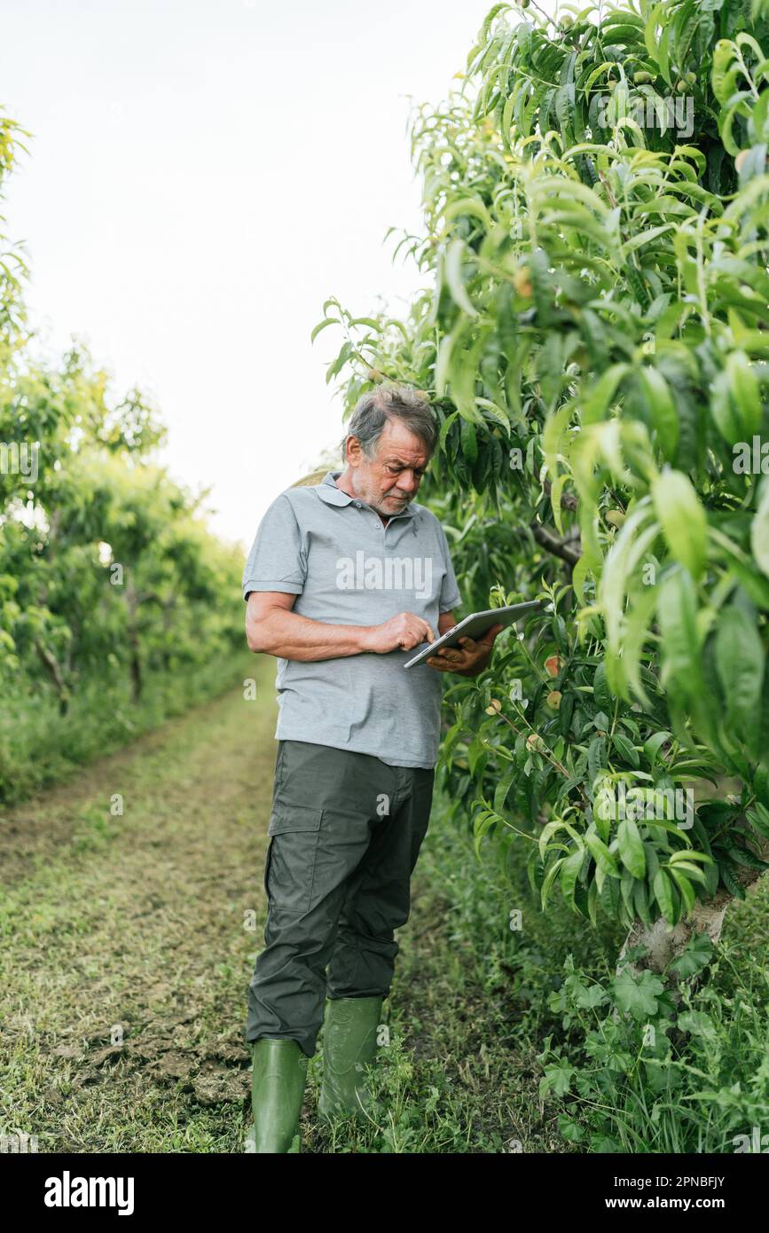 Konzentrierte ältere männliche Bauern in Freizeitkleidung und Gummistiefeln mit Tablet, während sie während der Plantagenarbeit üppige grüne Aprikosenbäume untersuchten Stockfoto