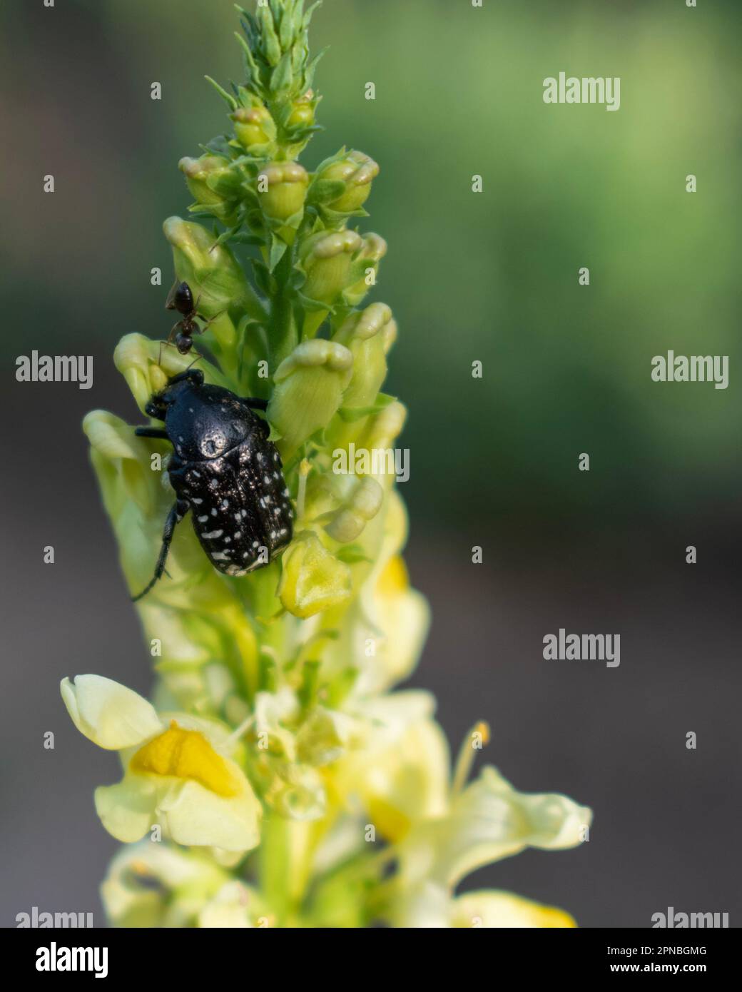 Weiß gepunkteter Rosenkäfer oder mediterraner gepunkteter Chafer Oxythyrea funesta Stockfoto