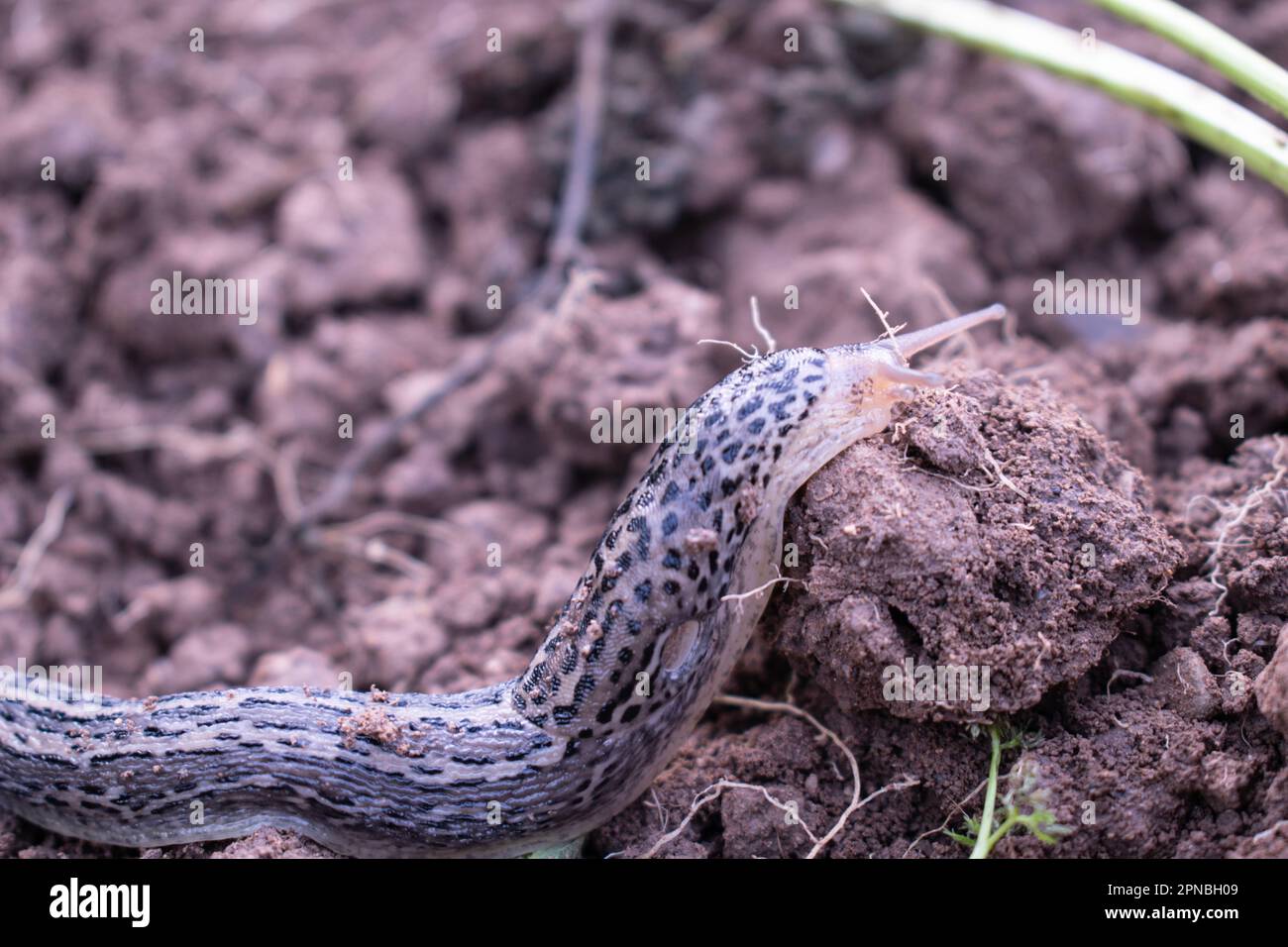 Europäische Riesengartenschleuder, große graue Schnecke, gefleckte Gartenluge, LiMax maximus Stockfoto