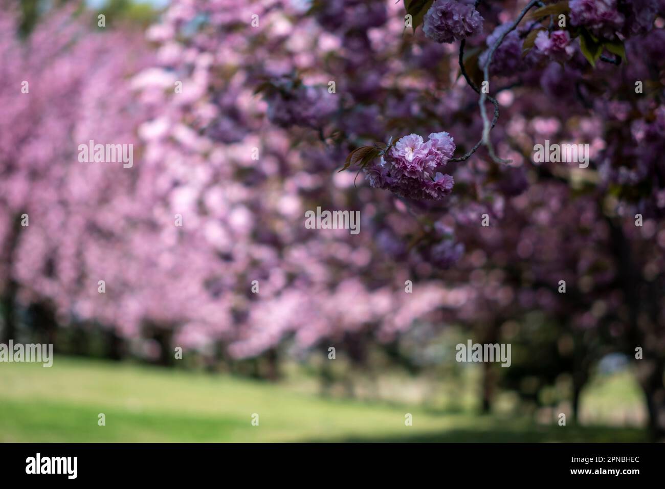 Toyanogata Park im Frühling. Stockfoto