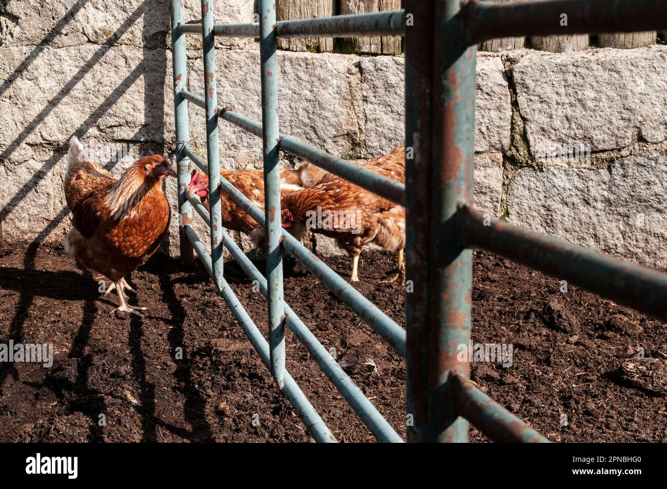 Seitenansicht einiger Hähnchen mit braunem Gefieder, die bei Tageslicht neben einem Metallzaun auf beiden Seiten des Geflügelzuchtbetriebs stehen Stockfoto