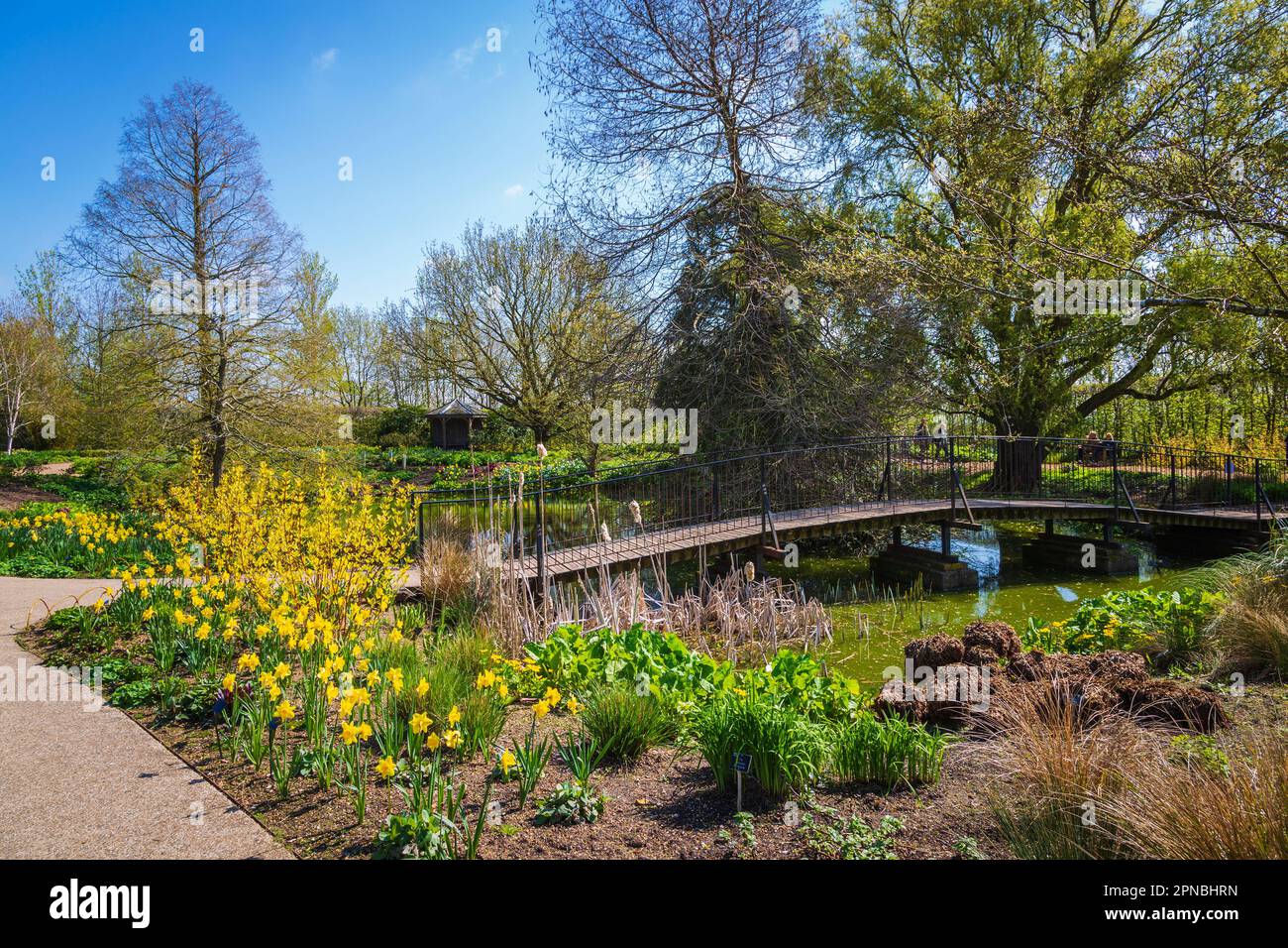 Fußgängerbrücke über den Teich in der RHS Hyde Hall an einem sonnigen April Morgen Stockfoto