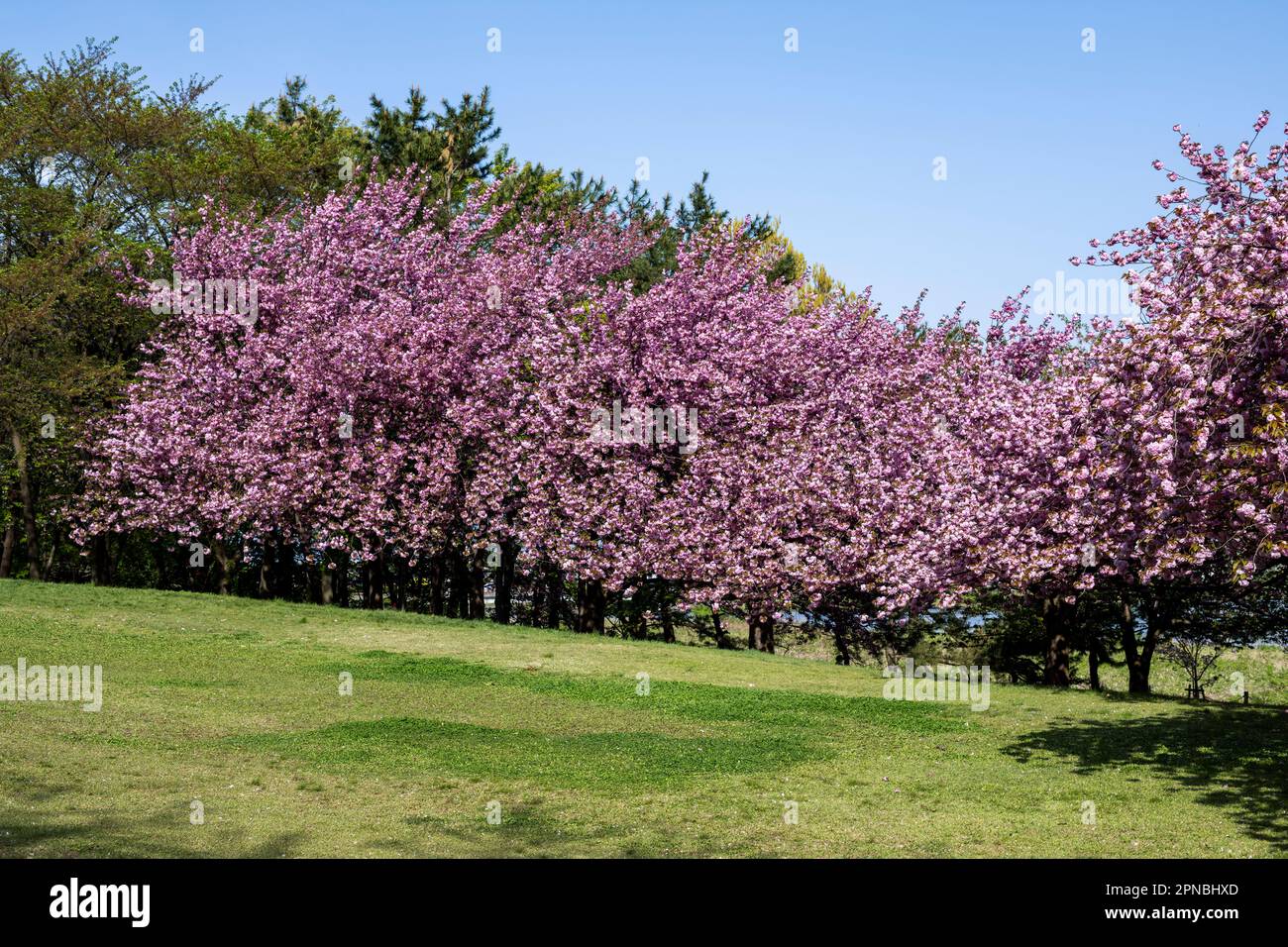 Toyanogata Park im Frühling. Stockfoto