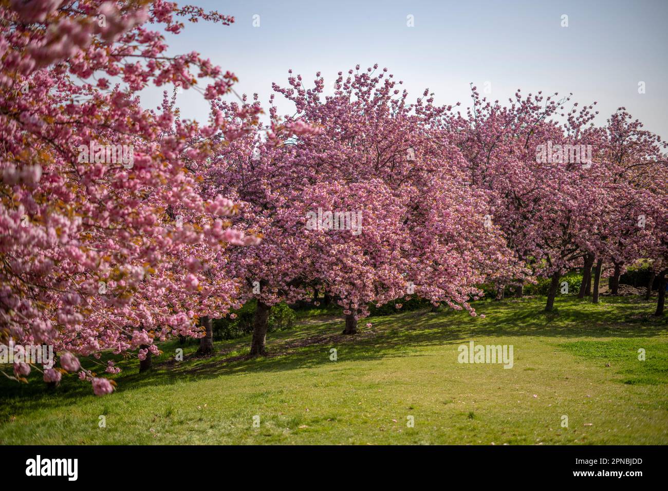 Toyanogata Park im Frühling. Stockfoto