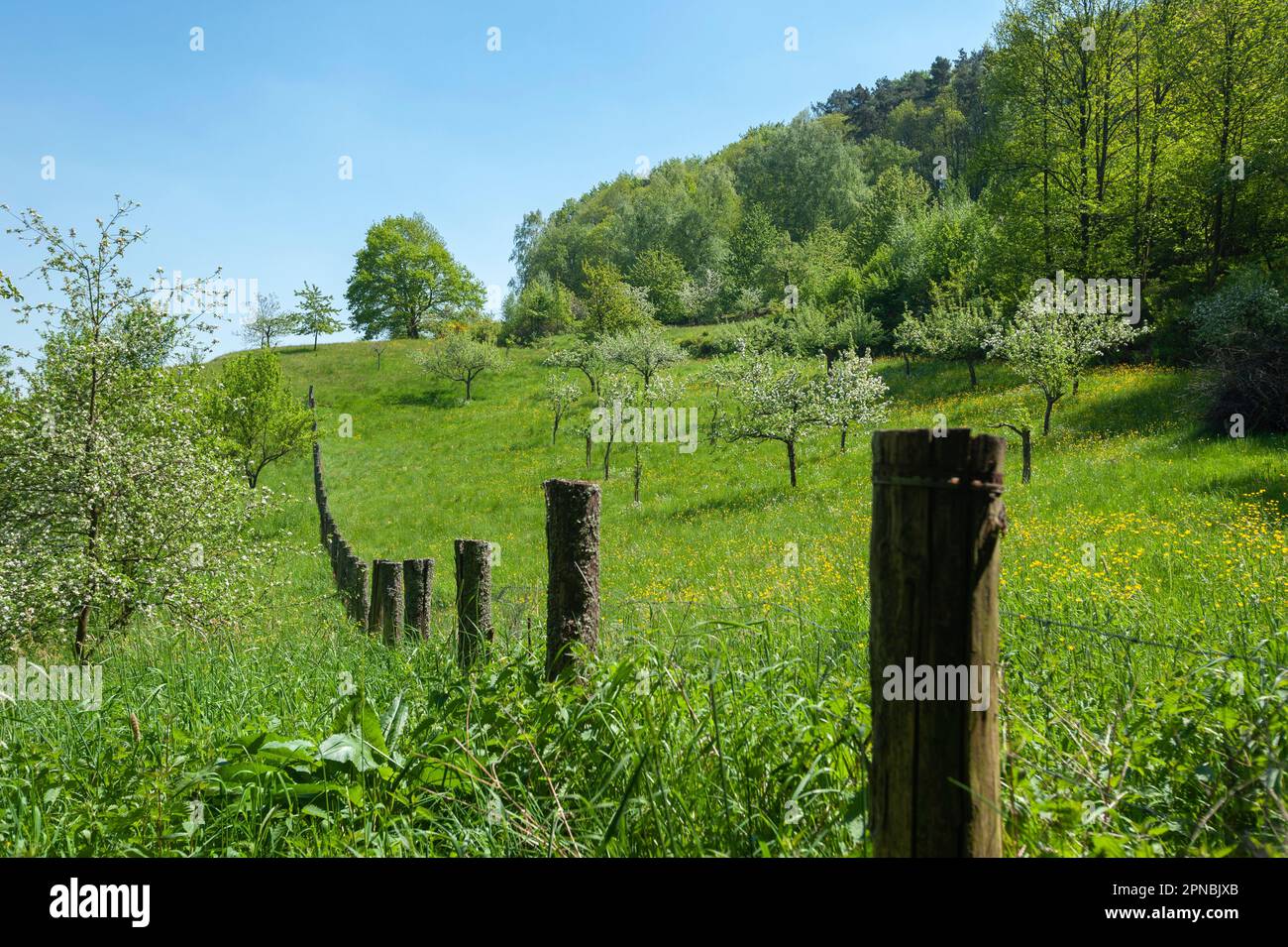 Frühlingswiesen im Naturpark Pfalz-Wald, Eusserthal, Pfalz, Rheinland-Pfalz, Deutschland, Europa Stockfoto