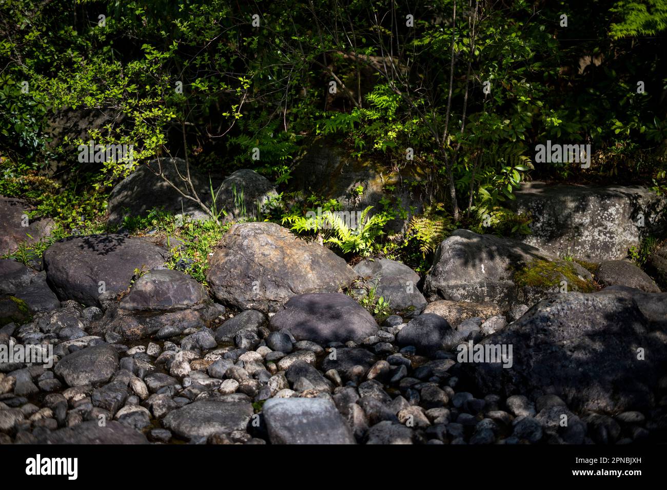 Frühjahrsnachwuchs in einem japanischen Park Stockfoto