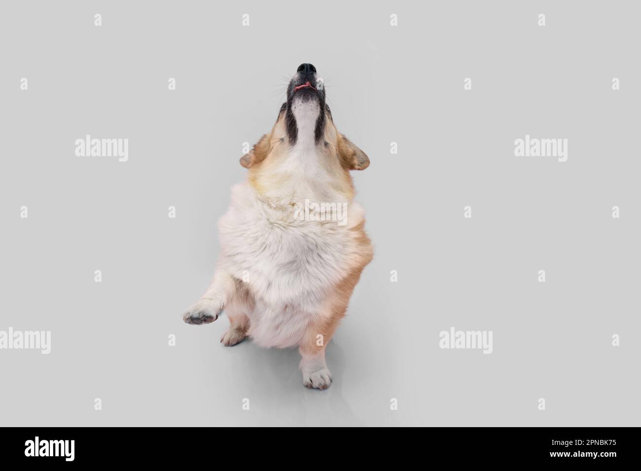 Portrait welsh Corgi pembroke Hundetrick, aufwärts und High Five. Isoliert auf grauem Hintergrund Stockfoto